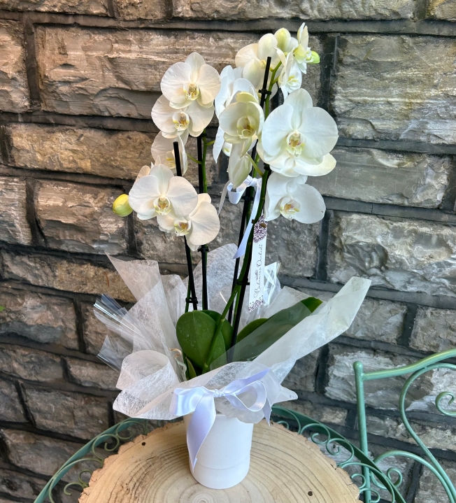 Phalaenopsis Orchid in Pot