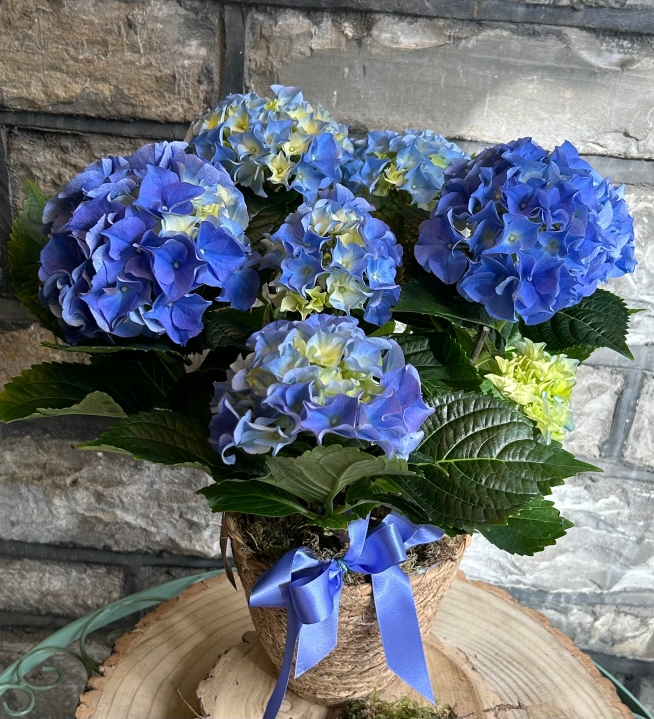 Hydrangea