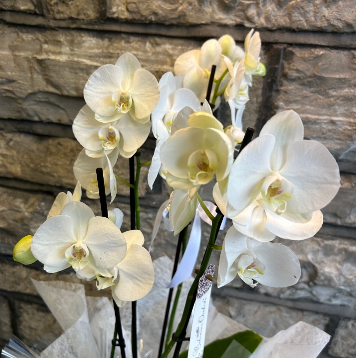 Phalaenopsis Orchid in Pot